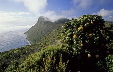 Fynbos Biome Of The Western Cape South Africa