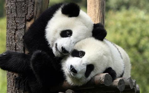 Cute Panda Hd Wallpapers For Android Apk Download