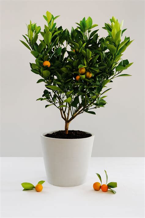 Calamondin Tree — Via Citrus Flower Petals Growing Indoors Tree
