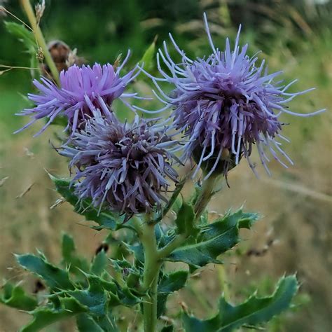 Cirsium Arvense Canada Thistle Creeping Thistle 10000 Things Of