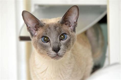 See The Siamese Cats Looking For Loving Home After Being Rescued By