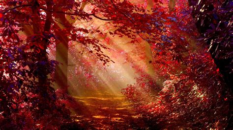 1600x900 Sunlight In Autumn Forest Wallpaper1600x900 Resolution Hd 4k