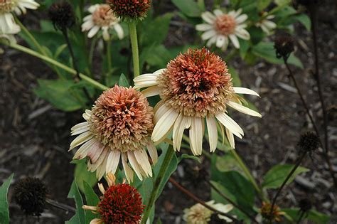 Companion planting is based on the idea that certain plants are mutually beneficial when planted in near proximity. Supreme Cantaloupe Coneflower (Echinacea 'Supreme ...