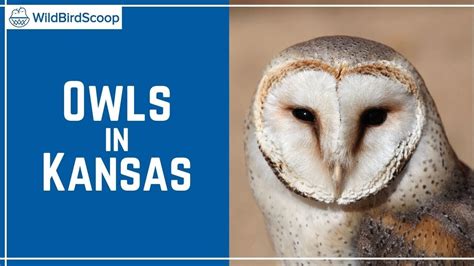 Owls In Kansas 8 Sunflower State Species To Look For Youtube