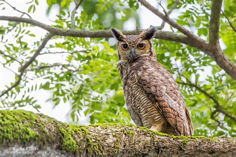 Great Horned Owl Stabroek News