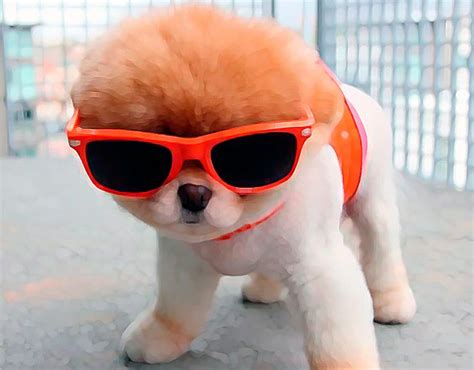 17 Cool Dog Names For Your New Pet