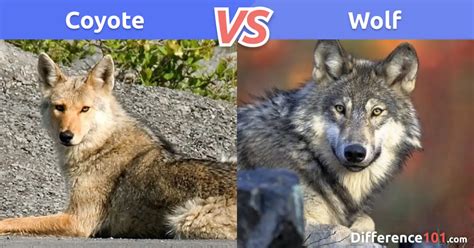 Coyote Vs Wolf Key Differences Pros And Cons Faq Difference 101