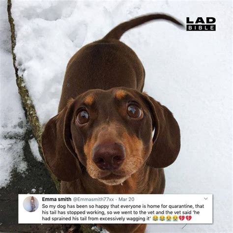 Ladbible On Instagram Rolo Sprained His Tail Wagging So Much Because