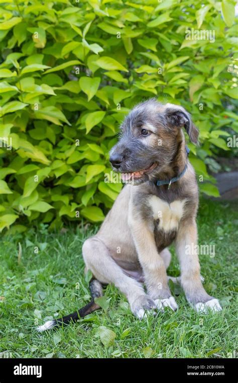 A Beautiful Two Month Old Beige Grey Irish Wolfhound In Head In A