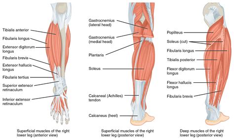 Foot muscle forces & deformities. The left panel shows the superficial muscles that move the ...