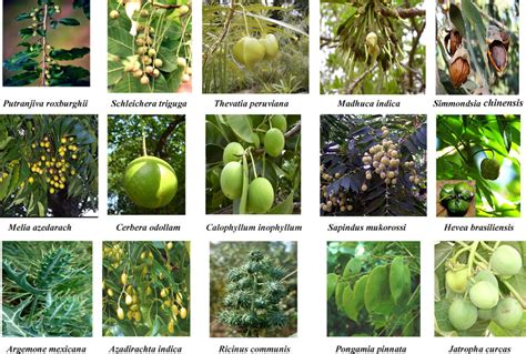 Examples Of Non Edible Plants