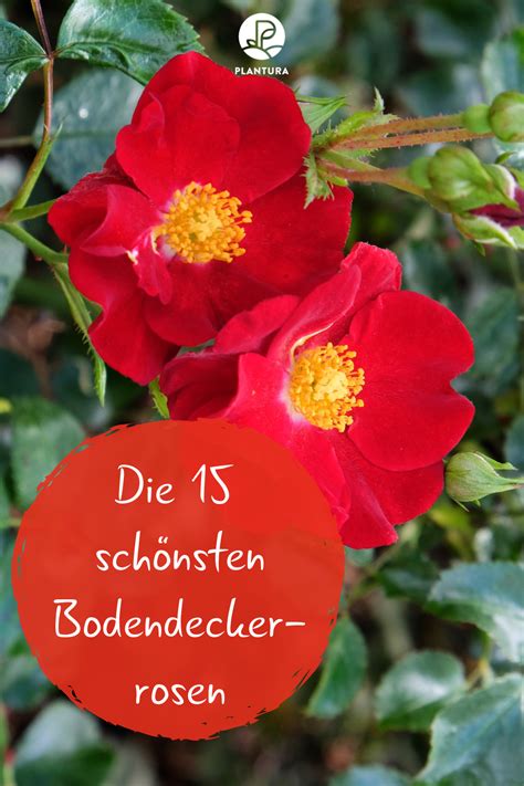 Damit ihre rose (rosa) wahre bilderbuchblüten ausbildet, die dornröschen alle ehre machen würden, muss das zarte. Bodendeckerrosen Wann Pflanzen