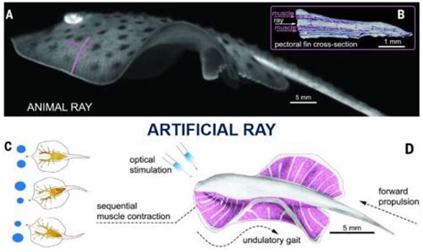 Amazing Stingray Robot Guided By Rat Heart Cells Sensitive To Light