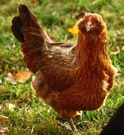 12 Heat Hardy Chickens Breed Guide Know Your Chickens Chicken