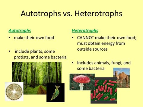 Plants Are Autotrophs Plants By