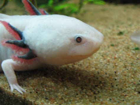A White Fish With Red And Black Markings On Its Back Legs Swimming In