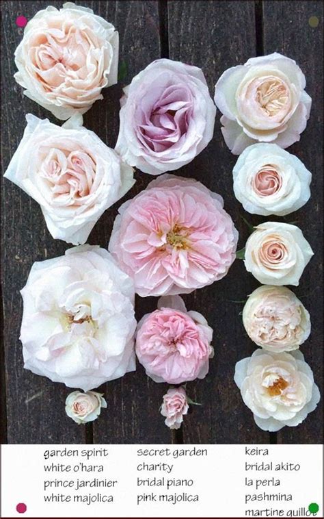 Flirty Fleurs Blush Pink Rose Study In Blush Pink Rose Rose Varieties Rose