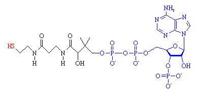 Acetyl Coenzyme A Molecule Of The Month May 2007 HTML Only Version
