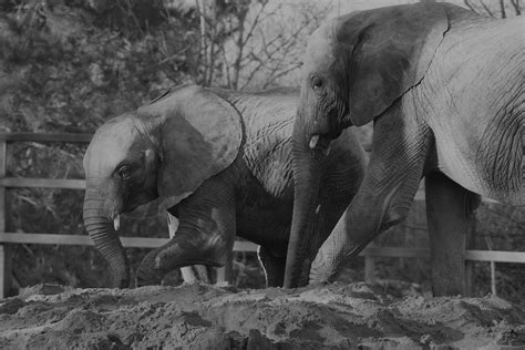 Elephants Howletts Wild Animal Park Nr Canterbury John L Flickr