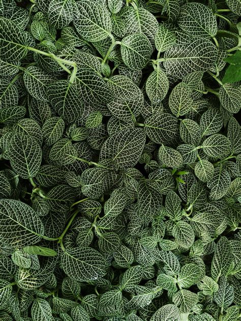Nature Leaves Plant Striped Hd Phone Wallpaper Pxfuel