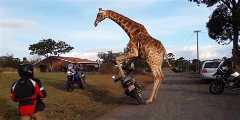Therefore, today we will discuss how to prepare and behave yourself if you ever get caught in the rain during your trip. This Giraffe Tried To Ride A Motorcycle. He Failed. But We ...