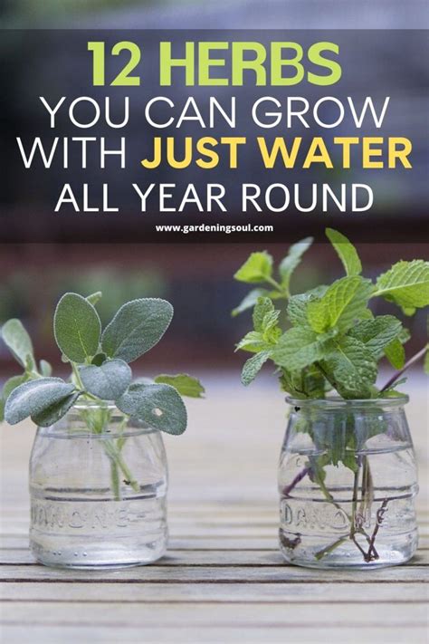 12 Herbs You Can Grow With Just Water All Year Round Veg Garden