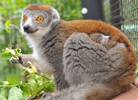 Crowned Lemur Duke Lemur Center