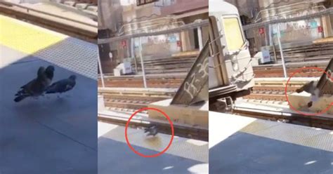 Check spelling or type a new query. (Video) "Pembunuhan Yang Kejam," Gelagat Dua Merpati Tolak ...