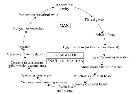 Life Cycle Of Paragonimus Species Download Scientific Diagram