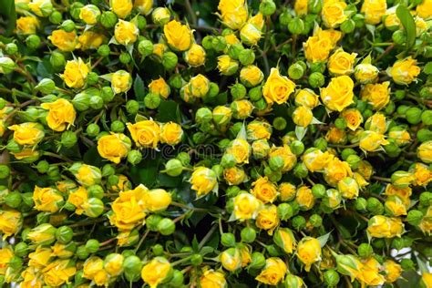 Yellow Spray Rose Bunch Stock Image Image Of Flora Blossom 69894137
