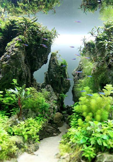 20 Creative Ways To Use Aquascaping Plants For Diorama Look Obsigen