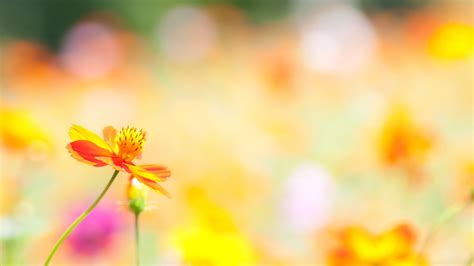 Photo Background Hd Flowers Topbackground