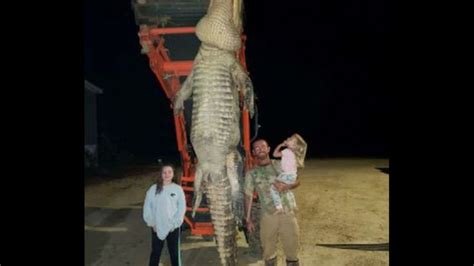 1000 Pound Alligator Archives Rare