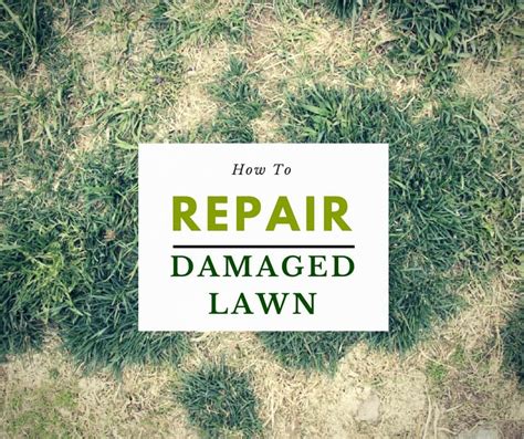A lawn renovation because temperatures. How to Repair Damaged Lawn - Sumo Gardener