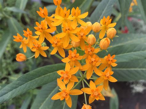 Butterfly Weed Southwest Nursery Wholesale Landscaping Supplies