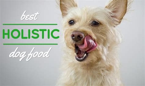 Wellness complete health dry dog food. 4 Best Brands of Holistic Dog Food: How to Buy Holistic