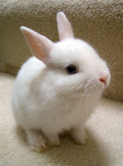 Cute White Bunny Rabbit Lunawsome