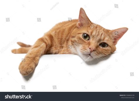 47194 Cat Lying Down Images Stock Photos And Vectors Shutterstock