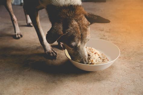 Looking for the best fresh cat food meal delivery service? The 6 Best Fresh Dog Food Delivery Services of 2020