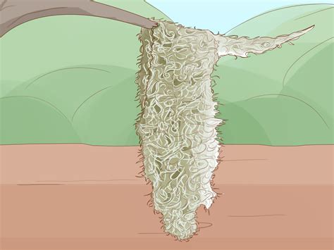 Cool hub, i've never tried growing moss indoors, but it sounds like a great idea. How to Grow Spanish Moss: 9 Steps (with Pictures) - wikiHow