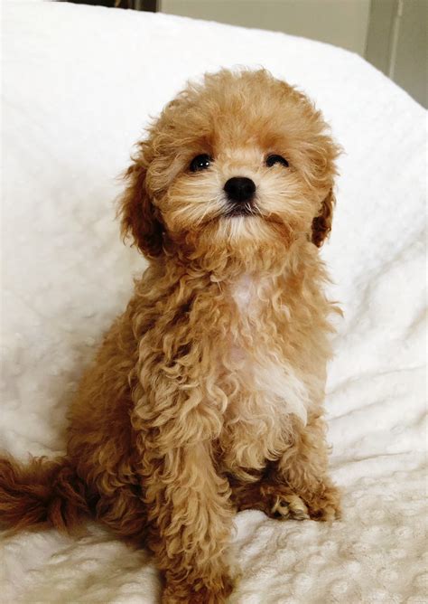 Maybe you would like to learn more about one of these? Teacup Maltipoo Puppy for sale los angeles, california | iHeartTeacups