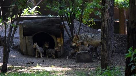 Nacen Crías De Lobo Mexicano En Peligro De Extinción En Zoológico De
