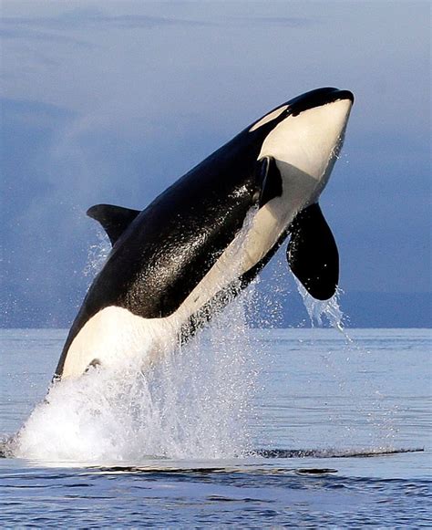 Orcas Sink Another Boat In Europe And The Behavior Is Spreading