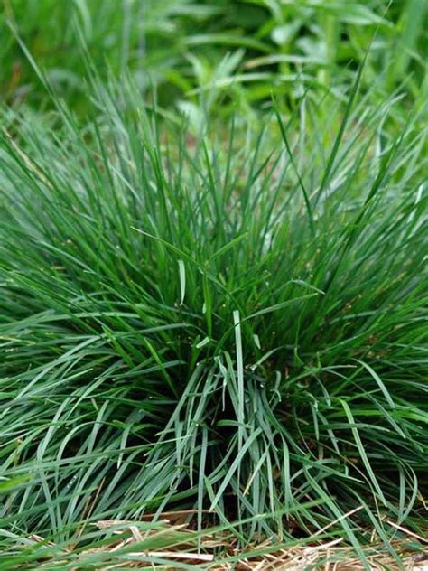 The genus is widespread across many countries. Deschampsia Goldtau -- Bluestone Perennials | Ornamental ...