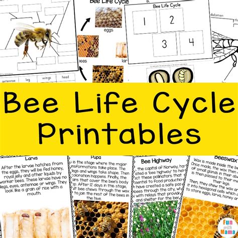 Bee Life Cycle Printables For Kids Fun With Mama