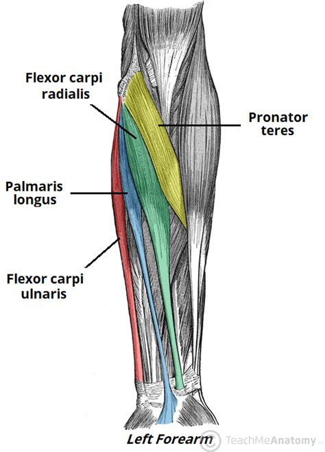 Forearm Muscles In The Anterior Compartment For Upon