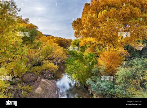 Cottonwood Willow Trees In Fall Foliage Over Gila River View From Old