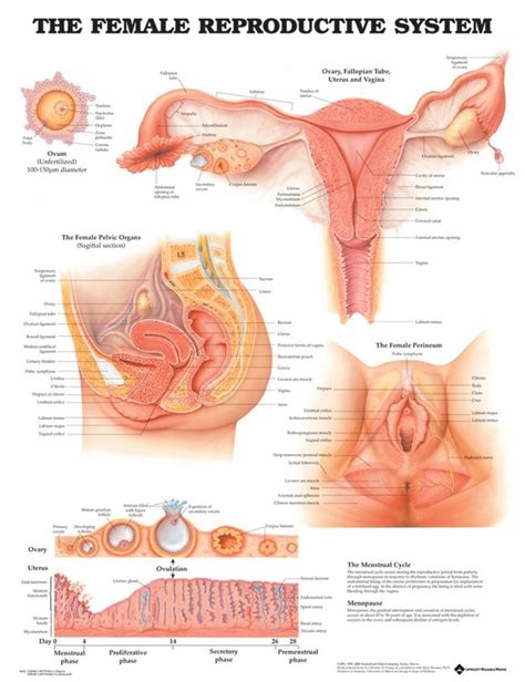 The Female Reproductive System Anatomical Chart Item Amazon Com Mx Industria