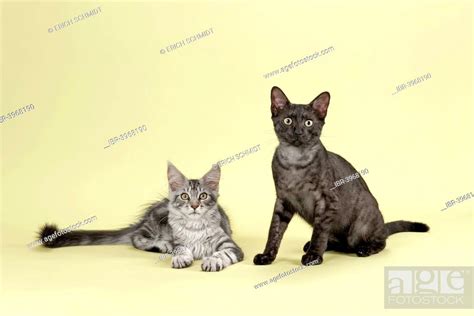 Maine Coon And Egyptian Mau Cats Cat Breed Stock Photo Picture And