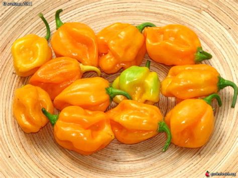 Comment conserver les piments dans l huile Cuisine de Chez Nous
